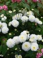 fehér Virágárusok Anyukája, Pot Anyukája, Chrysanthemum fénykép, termesztés és leírás, jellemzők és növekvő
