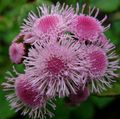 粉红色 牙线花, Ageratum houstonianum 照, 养殖 和 描述, 特点 和 成长