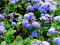 svijetlo plava Konac Cvijet, Ageratum houstonianum Foto, uzgajanje i opis, karakteristike i uzgoj
