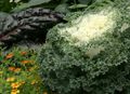 hvítur Blómstrandi Hvítkál, Skraut Kale, Collard, Hrokkið Kale, Brassica oleracea mynd, ræktun og lýsing, einkenni og vaxandi