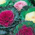 red Flowering Cabbage, Ornamental Kale, Collard, Curly kale, Brassica oleracea Photo, cultivation and description, characteristics and growing