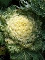 gulur Blómstrandi Hvítkál, Skraut Kale, Collard, Hrokkið Kale, Brassica oleracea mynd, ræktun og lýsing, einkenni og vaxandi