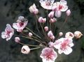 pink Flowering Rush, Butomus Photo, cultivation and description, characteristics and growing