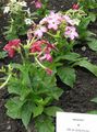 rosa Tabaco Floreciente, Nicotiana Foto, cultivo y descripción, características y cultivación
