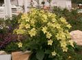 yellow Flowering Tobacco, Nicotiana Photo, cultivation and description, characteristics and growing