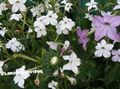 white Flowering Tobacco, Nicotiana Photo, cultivation and description, characteristics and growing
