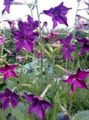 púrpura Tabaco Floreciente, Nicotiana Foto, cultivo y descripción, características y cultivación