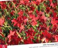 rojo Tabaco Floreciente, Nicotiana Foto, cultivo y descripción, características y cultivación