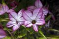 бузковий Садові Квіти Тютюн Декоративний, Nicotiana Фото, вирощування і опис, характеристика і зростаючий