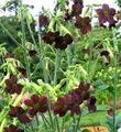 burgundy Flowering Tobacco, Nicotiana Photo, cultivation and description, characteristics and growing