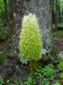 green Garden Flowers Fly Poison, Amianthium muscaetoxicum Photo, cultivation and description, characteristics and growing
