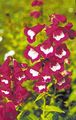 burgundy Garden Flowers Foothill Penstemon, Chaparral Penstemon, Bunchleaf Penstemon, Penstemon x hybr, Photo, cultivation and description, characteristics and growing