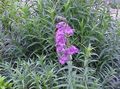 lilac Garden Flowers Foothill Penstemon, Chaparral Penstemon, Bunchleaf Penstemon, Penstemon x hybr, Photo, cultivation and description, characteristics and growing