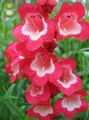 sarkans Dārza Ziedi Foothill Penstemon, Chaparral Penstemon, Bunchleaf Penstemon, Penstemon x hybr, Foto, audzēšana un apraksts, raksturlielumi un augošs