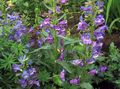 purpurs Dārza Ziedi Foothill Penstemon, Chaparral Penstemon, Bunchleaf Penstemon, Penstemon x hybr, Foto, audzēšana un apraksts, raksturlielumi un augošs