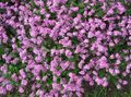 pink Garden Flowers Forget-me-not, Myosotis Photo, cultivation and description, characteristics and growing