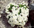 valkoinen Puutarhakukat Forget-Me-Not, Myosotis kuva, muokkaus ja tuntomerkit, ominaisuudet ja viljely
