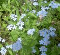 açık mavi Bahçe Çiçekleri Beni Unutma, Myosotis fotoğraf, yetiştirme ve tanım, özellikleri ve büyüyen