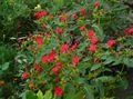 red Garden Flowers Four O'Clock, Marvel of Peru, Mirabilis jalapa Photo, cultivation and description, characteristics and growing
