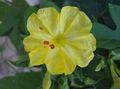 yellow Garden Flowers Four O'Clock, Marvel of Peru, Mirabilis jalapa Photo, cultivation and description, characteristics and growing