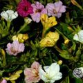 white Garden Flowers Four O'Clock, Marvel of Peru, Mirabilis jalapa Photo, cultivation and description, characteristics and growing