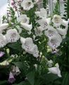 white Garden Flowers Foxglove, Digitalis Photo, cultivation and description, characteristics and growing