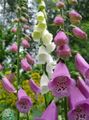 pink Garden Flowers Foxglove, Digitalis Photo, cultivation and description, characteristics and growing