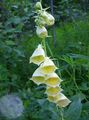 yellow Garden Flowers Foxglove, Digitalis Photo, cultivation and description, characteristics and growing