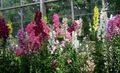 burgundy Garden Flowers Foxglove, Digitalis Photo, cultivation and description, characteristics and growing