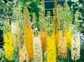 žlutý Zahradní květiny Luční Lilie, Poušť Svíčka, Eremurus fotografie, kultivace a popis, charakteristiky a pěstování