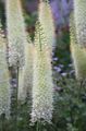 bílá Zahradní květiny Luční Lilie, Poušť Svíčka, Eremurus fotografie, kultivace a popis, charakteristiky a pěstování