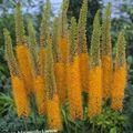 oranžový Zahradní květiny Luční Lilie, Poušť Svíčka, Eremurus fotografie, kultivace a popis, charakteristiky a pěstování