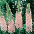 pink Garden Flowers Foxtail Lily, Desert Candle, Eremurus Photo, cultivation and description, characteristics and growing