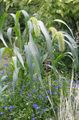 green Garden Flowers Foxtail Millet, Setaria Photo, cultivation and description, characteristics and growing