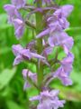 lilac Garden Flowers Fragrant Orchid, Mosquito Gymnadenia Photo, cultivation and description, characteristics and growing