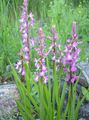 pinkki Puutarhakukat Tuoksuva Orkidea, Hyttynen Gymnadenia kuva, muokkaus ja tuntomerkit, ominaisuudet ja viljely