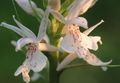 valkoinen Puutarhakukat Tuoksuva Orkidea, Hyttynen Gymnadenia kuva, muokkaus ja tuntomerkit, ominaisuudet ja viljely