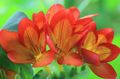 orange Garden Flowers Freesia Photo, cultivation and description, characteristics and growing
