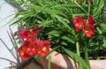 red Garden Flowers Freesia Photo, cultivation and description, characteristics and growing