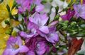 lilac Garden Flowers Freesia Photo, cultivation and description, characteristics and growing