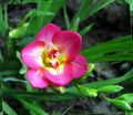 pink Garden Flowers Freesia Photo, cultivation and description, characteristics and growing