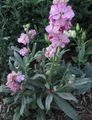 růžový Zahradní květiny Zahradnický Inventář, Matthiola incana fotografie, kultivace a popis, charakteristiky a pěstování