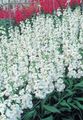 white Garden Flowers Garden Stock, Matthiola incana Photo, cultivation and description, characteristics and growing