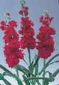 červená Zahradní květiny Zahradnický Inventář, Matthiola incana fotografie, kultivace a popis, charakteristiky a pěstování