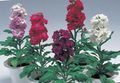 lilac Garden Flowers Garden Stock, Matthiola incana Photo, cultivation and description, characteristics and growing
