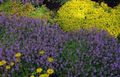 πασχαλιά Λουλούδια κήπου Θυμάρι Κήπο, Αγγλικά Θυμάρι, Κοινή Θυμάρι, Thymus φωτογραφία, καλλιέργεια και περιγραφή, χαρακτηριστικά και φυτοκομεία