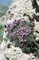 pink Garden Flowers Garden Thyme, English Thyme, Common Thyme, Thymus Photo, cultivation and description, characteristics and growing