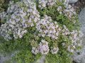 λευκό Λουλούδια κήπου Θυμάρι Κήπο, Αγγλικά Θυμάρι, Κοινή Θυμάρι, Thymus φωτογραφία, καλλιέργεια και περιγραφή, χαρακτηριστικά και φυτοκομεία