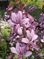 lilac Garden Flowers Gas Plant, Burning Bush, Dictamnus Photo, cultivation and description, characteristics and growing