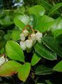 white Garden Flowers Gaultheria, Checkerberry Photo, cultivation and description, characteristics and growing